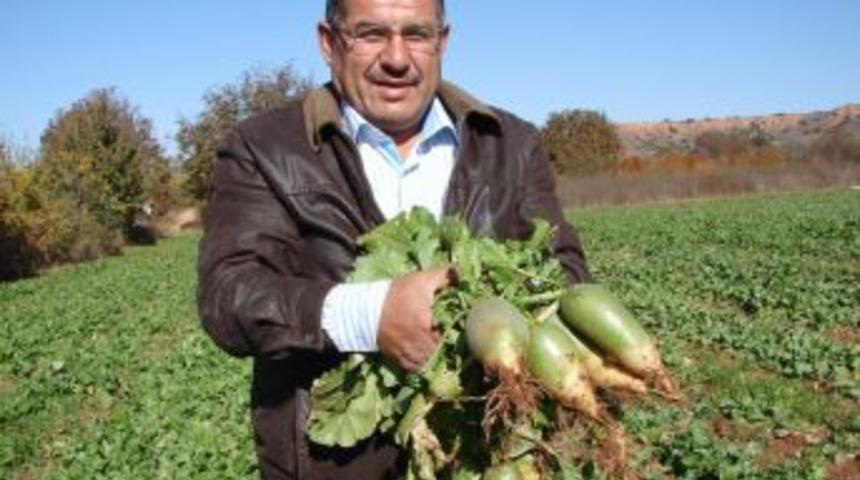 Camide &ouml;rnek imam, tarlada &ouml;rnek &ccedil;ift&ccedil;i