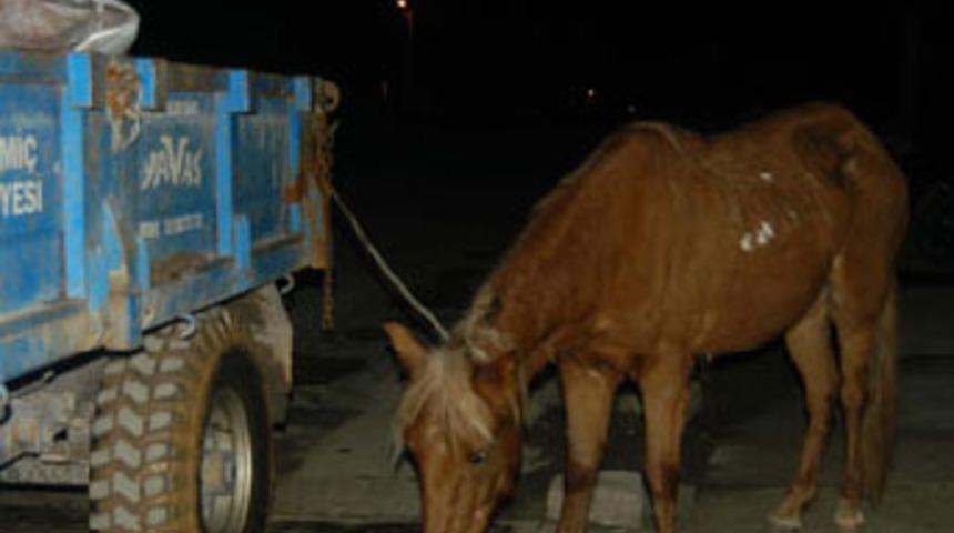 &Ccedil;anakkale'de at eti operasyonu