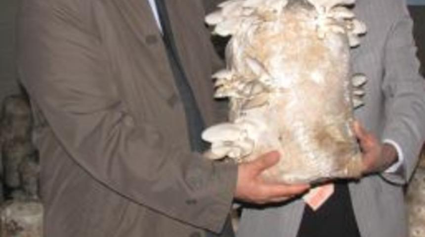 Ereğli&rsquo;de &uuml;retilmeye başlanan İstiridye Mantarı'na ilgi artıyor