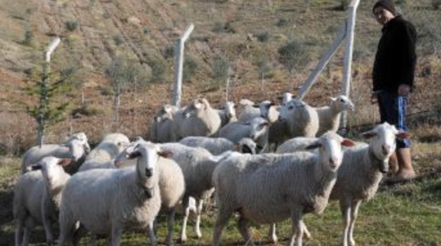 Şizofrenler meyve sebze yetiştirip koyun besleyerek iyileşiyor