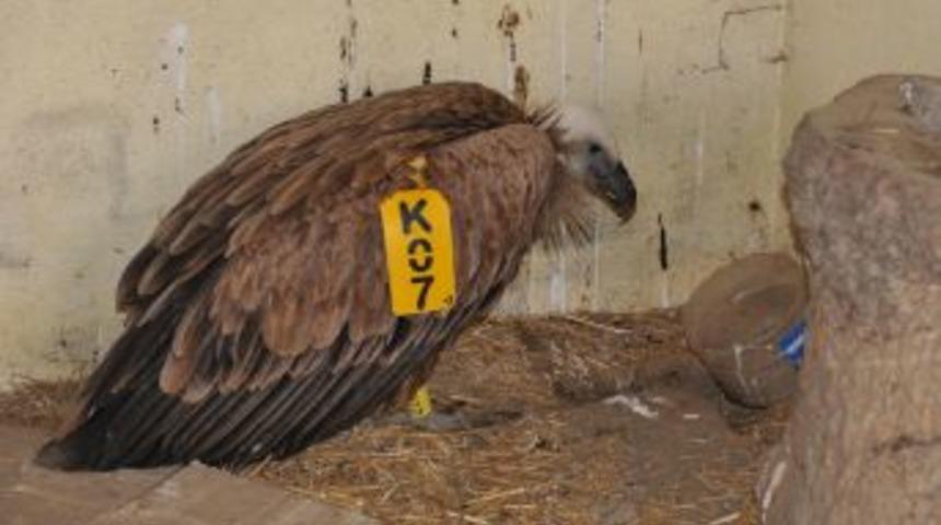 'K 07' kodlu Akbaba askeri birliği iniş yaptı