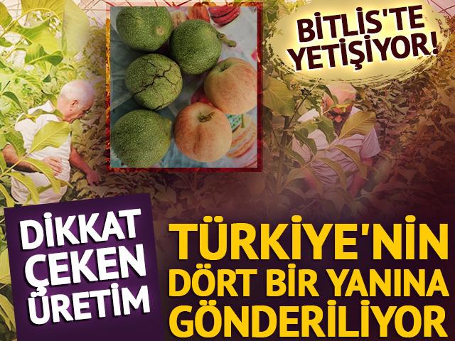 Bitlis'te yetişiyor! T&uuml;rkiye'nin d&ouml;rt bir yanına g&ouml;nderiliyor