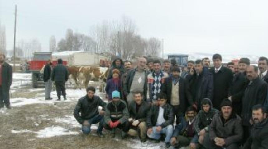 Pasinler'de simental ırkı hayvanlar ile batıya g&ouml;&ccedil;&uuml;n &ouml;n&uuml;ne ge&ccedil;ilecek