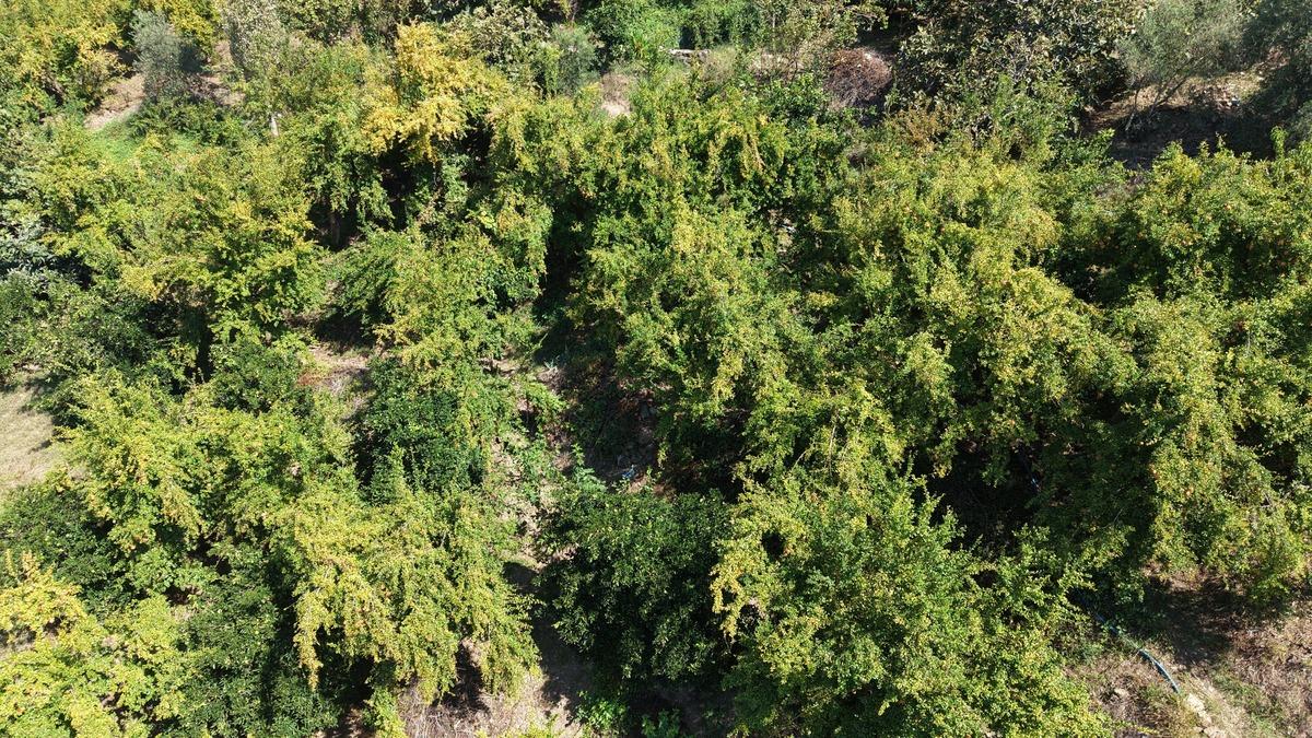 Kendine &ouml;zg&uuml; aromasıyla biliniyor! Kilosu 70 TL den alıcı buluyor 2