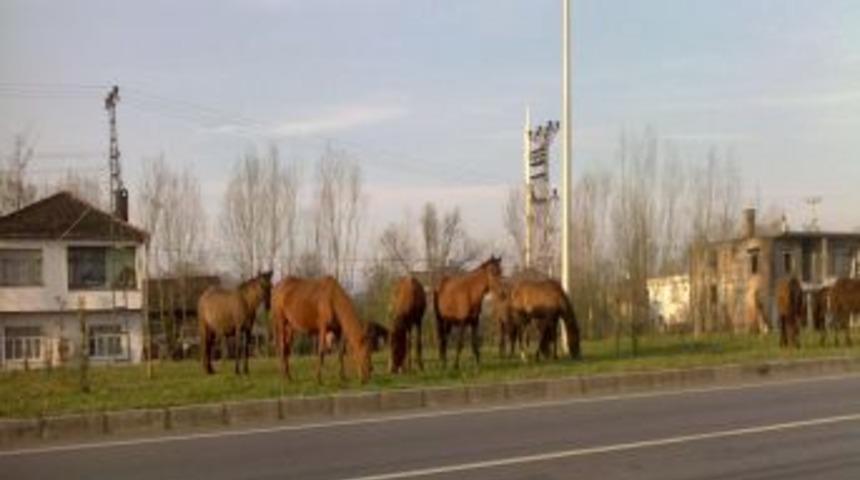 Sahil Yolu'nun ref&uuml;jlerinde otlayan yabani atlar kazalara davetiye &ccedil;ıkarıyor