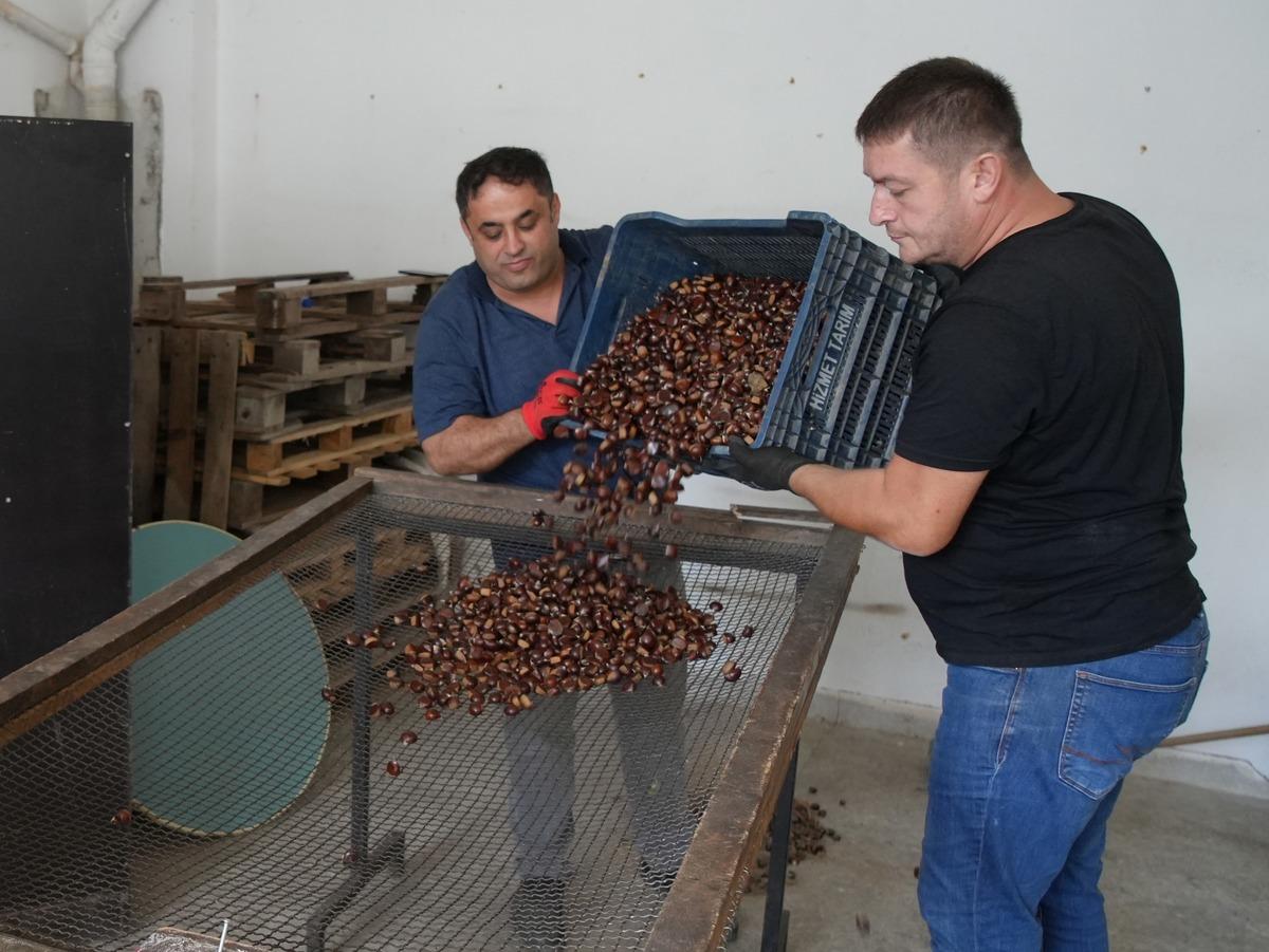 Yer: Kastamonu! Ormanlardan toplanıyor, 350 TL ye alıcı buluyor 2