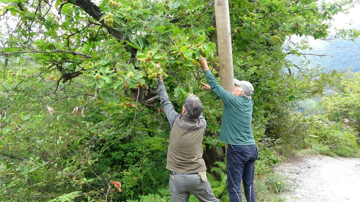 Yer: Kastamonu! Ormanlardan toplanıyor, 350 TL ye alıcı buluyor 1