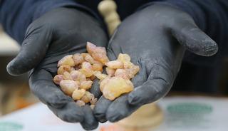 20 metrelik ağa&ccedil;lardan toplanıyor: Kilosu 10 bin lirayı buluyor