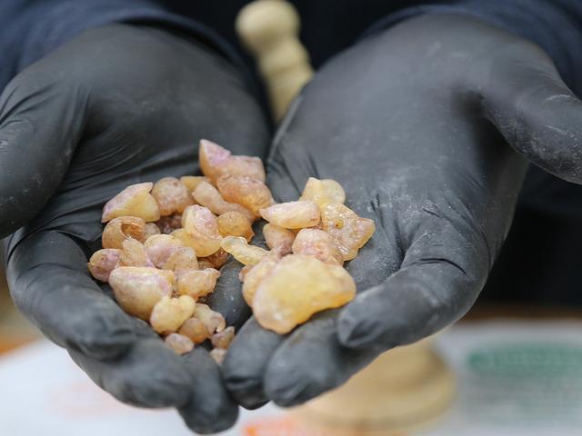 20 metrelik ağa&ccedil;lardan toplanıyor: Kilosu 10 bin lirayı buluyor