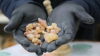 20 metrelik ağaçlara tırmanarak tek tek topluyorlar! Kilosu 10 bin lirayı buluyor