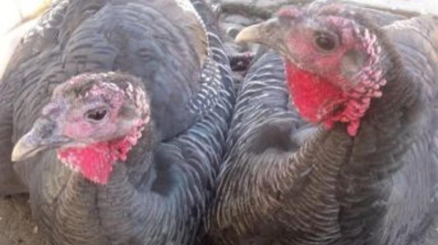 Yılbaşı hindileri piyasaya indi