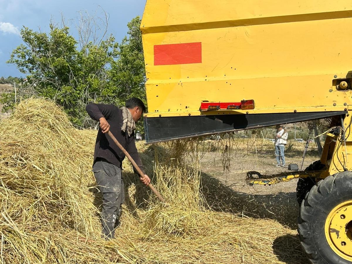 40 yıl sonra yeniden ektiler! Yarım kilosundan bir kazan çıkıyor 2