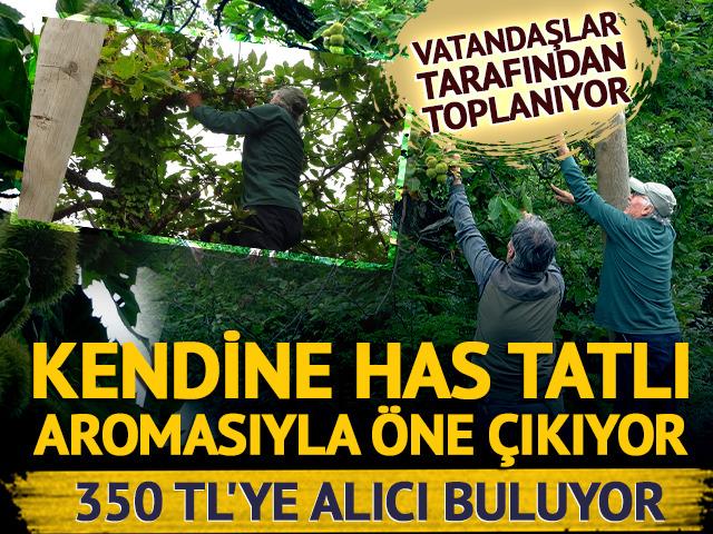 Yer: Kastamonu! Ormanlardan toplanıyor, 350 TL'ye alıcı buluyor