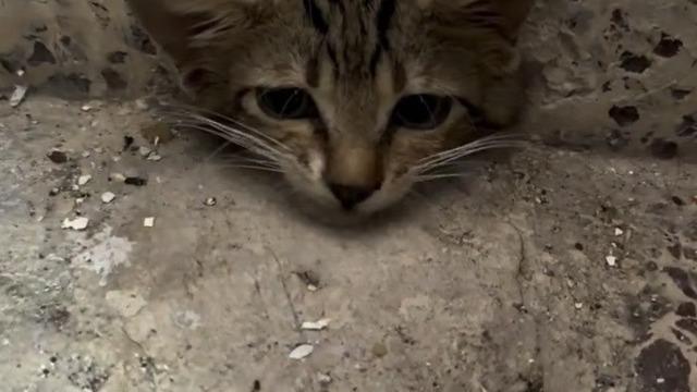 Osmaniye’de su giderine sıkışan yavru kediyi itfaiye kurtardı