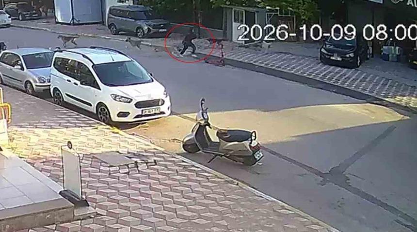 Okul yolunda sokak k&ouml;peklerinin saldırısına uğrayan kız &ccedil;ocuğu yaralandı