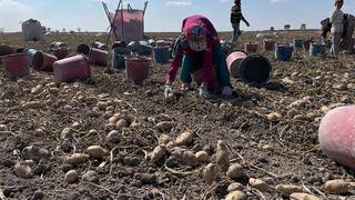 Son dakika: Konya, patates &uuml;retiminde T&uuml;rkiye &uuml;retiminin y&uuml;zde 10,9'unu karşılıyor