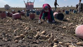 Konya, patates &uuml;retiminde T&uuml;rkiye &uuml;retiminin y&uuml;zde 10,9'unu karşılıyor