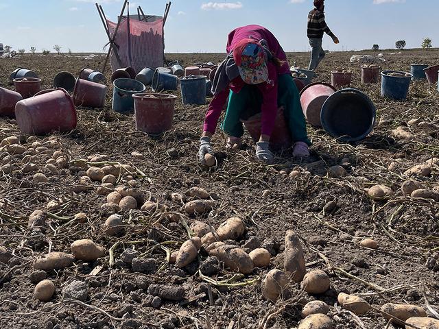 Konya, patates &uuml;retiminde T&uuml;rkiye &uuml;retiminin y&uuml;zde 10,9'unu karşılıyor