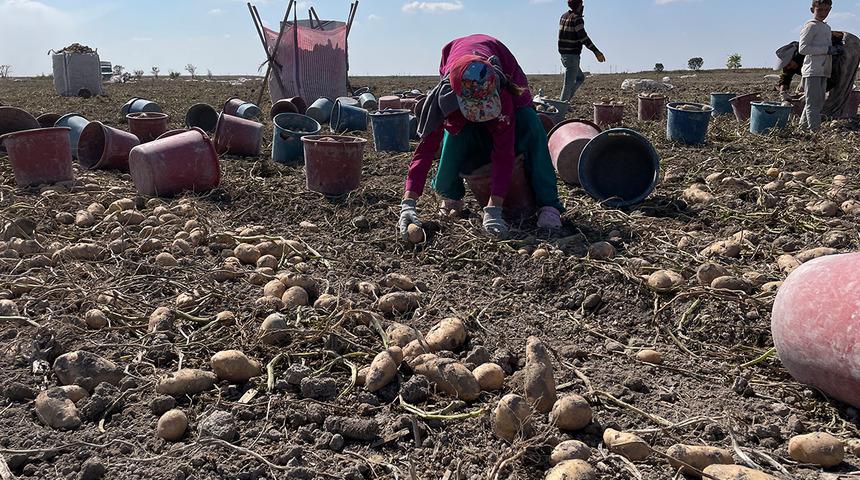 Konya, patates &uuml;retiminde T&uuml;rkiye &uuml;retiminin y&uuml;zde 10,9'unu karşılıyor