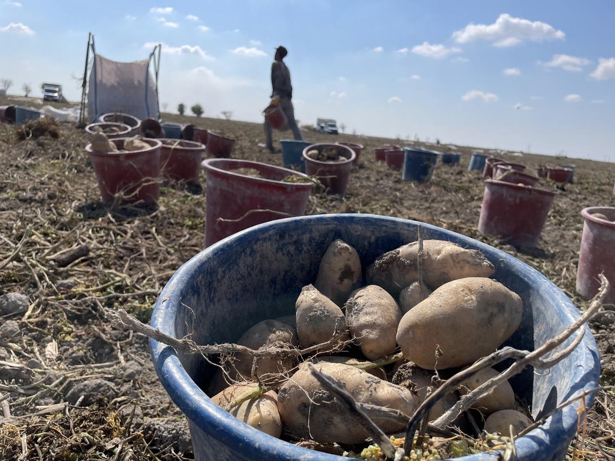 Konya, patates üretiminde Türkiye üretiminin yüzde 10,9 unu karşılıyor 1