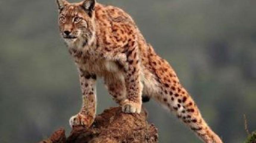 Bu vaşaklar Afrika'da değil Antalya'da yaşıyor