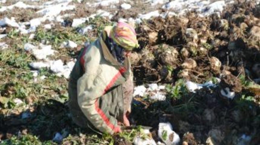 Muş&rsquo;ta &ccedil;ift&ccedil;iler kar altından şeker pancarı &ccedil;ıkarıyor