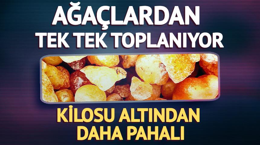 Kilosu altından daha pahalı: Ağa&ccedil;lardan toplanıyor
