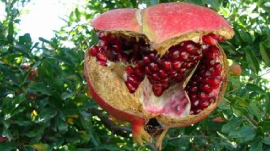 Narın faydası saymakla bitmiyor