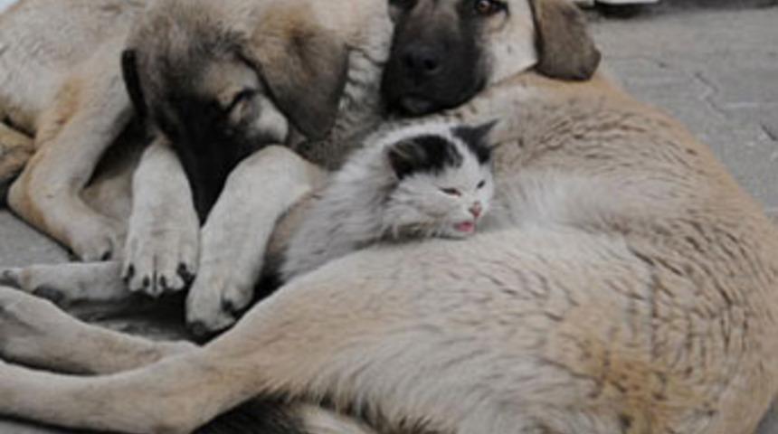 K&ouml;pekler yavru kediyi sahiplendi