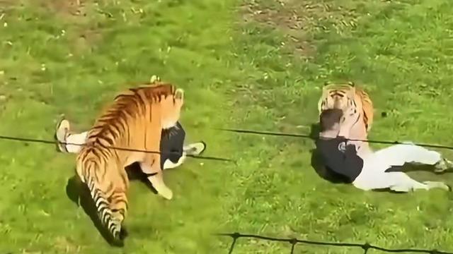 Kaplanın bulunduğu alana girdi, hayatını kaybetti