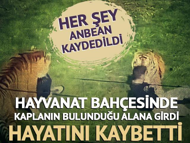Kaplanın bulunduğu alana girdi, hayatını kaybetti
