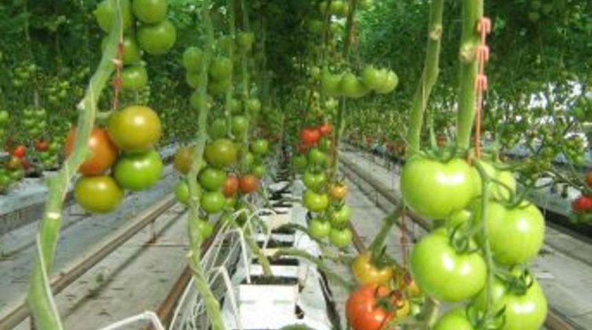 Denizli&rsquo;de seralar i&ccedil;in 60 milyon liralık yatırım yapıldı