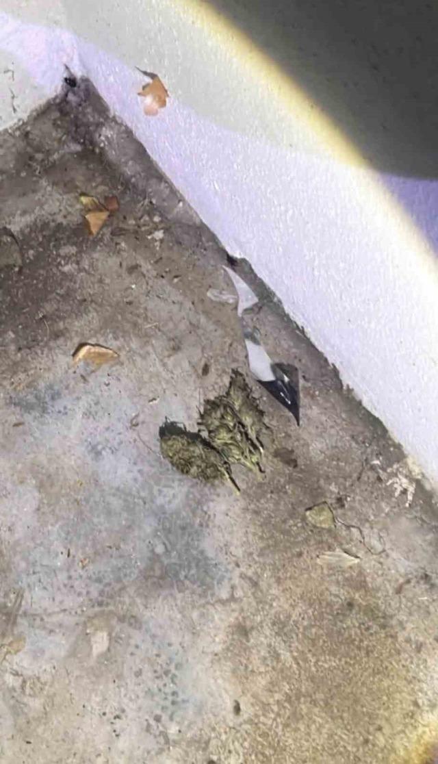 Bingöl de uyuşturucu operasyonu 2