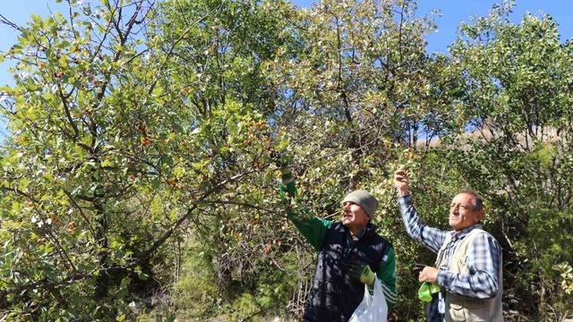 Erzurum’da ’kalp dostu’ alıç hasadı başladı: Vatandaşlar dağlara akın etti