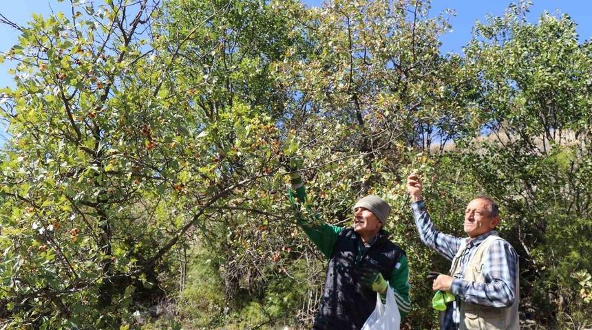 Erzurum&rsquo;da &rsquo;kalp dostu&rsquo; alı&ccedil; hasadı başladı: Vatandaşlar dağlara akın etti