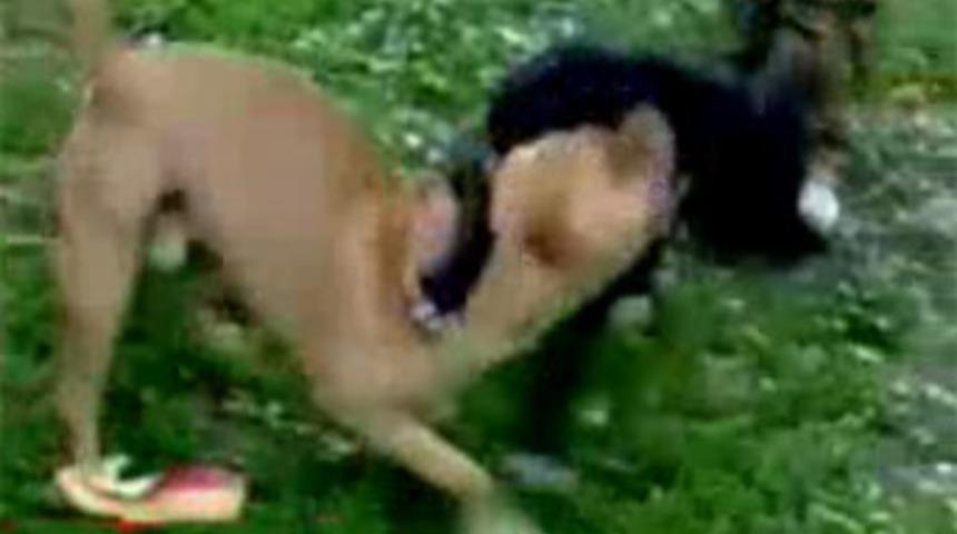 Vahşetten zevk alan zavallılar!