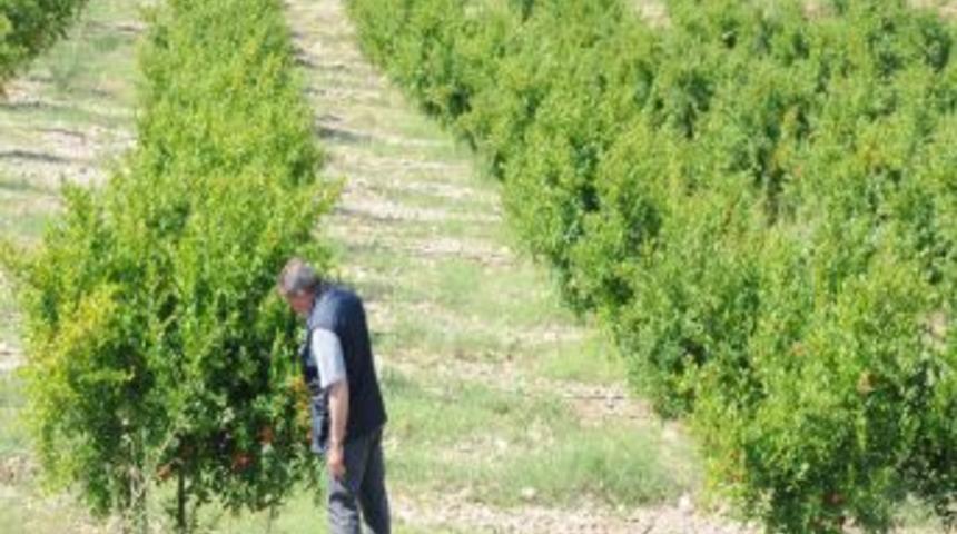 "T&uuml;rkiye, d&uuml;nya nar pazarına &ouml;rnek oldu"