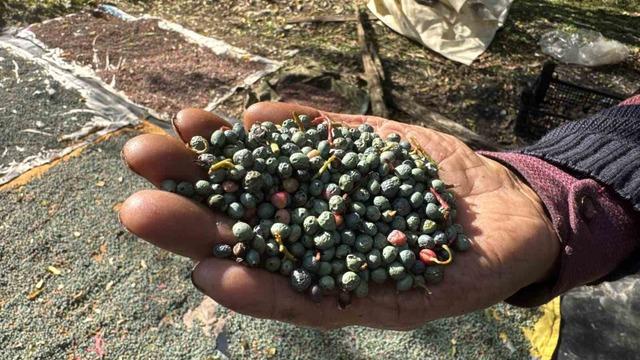 Meyvesi 300, yağı bin 200 liradan satılıyor; posası bile değerlendiriliyor