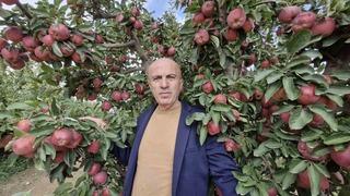 Karaman’da elmada rekolte yüksek olunca fiyatlar geriledi