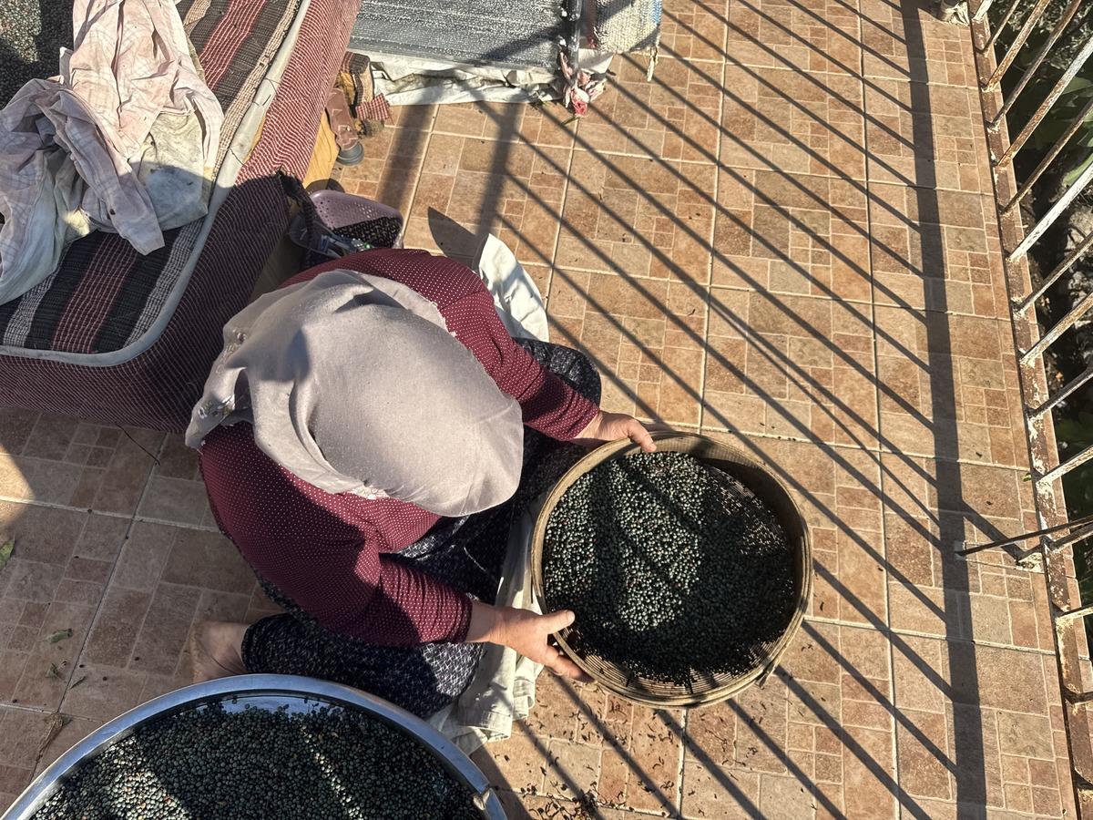 Günde 30-40 kilo topluyorlar! Meyvesi 300 TL, yağı 1.200 TL 4