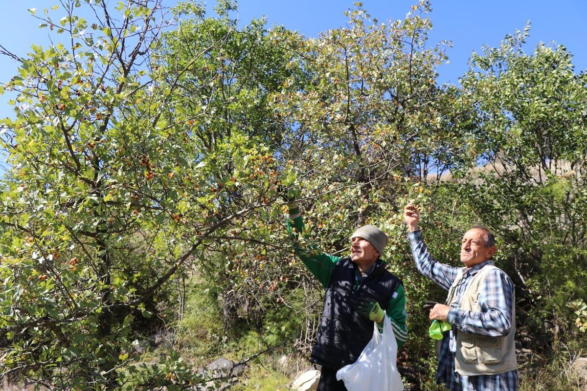 Kalp dostu alıç meyvesinin hasadı başladı: Sirkesini yapıp yıl boyu içiyorlar 1