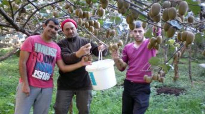 Ardeşenli Hasan Navdar: Kivi eczanelerde ila&ccedil; diye satılmalı