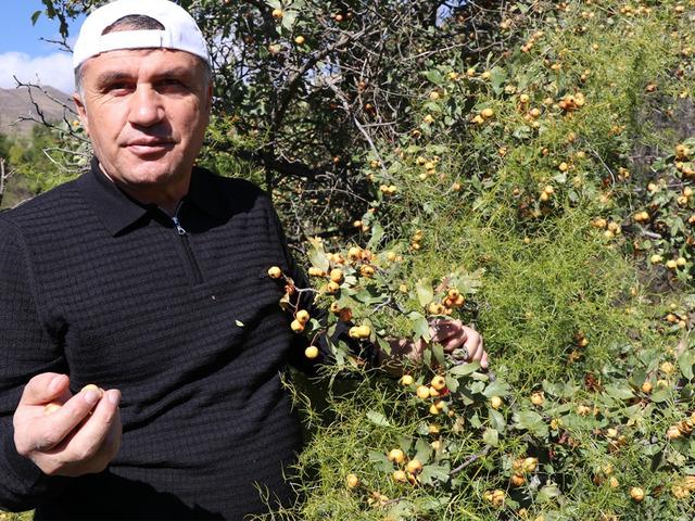 Kalp dostu meyvenin hasadı başladı: Sirkesini yapıp yıl boyu i&ccedil;iyorlar