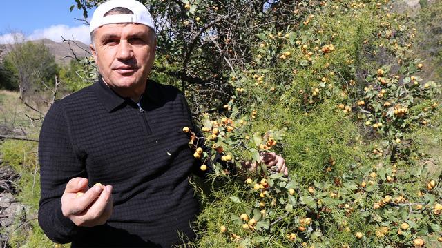 Kalp dostu alıç meyvesinin hasadı başladı: Sirkesini yapıp yıl boyu içiyorlar