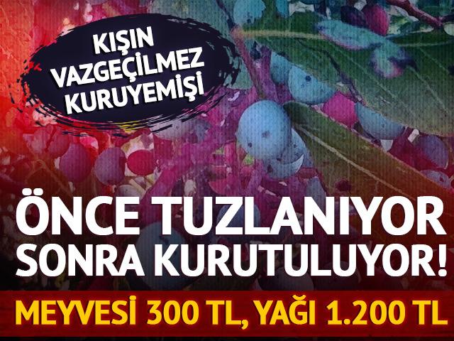 G&uuml;nde 30-40 kilo topluyorlar! Meyvesi 300 TL, yağı 1.200 TL