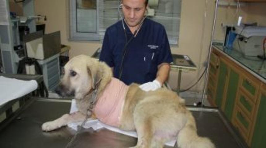 Obezite, kangalı bir ayağından etti