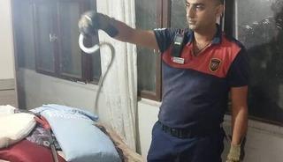 Hatay&rsquo;da yerleşim yerlerinde g&ouml;r&uuml;len yılanlar yakalanarak doğal yaşam alanlarına bırakıldılar
