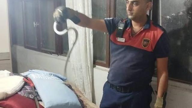 Hatay’da yerleşim yerlerinde görülen yılanlar yakalanarak doğal yaşam alanlarına bırakıldılar