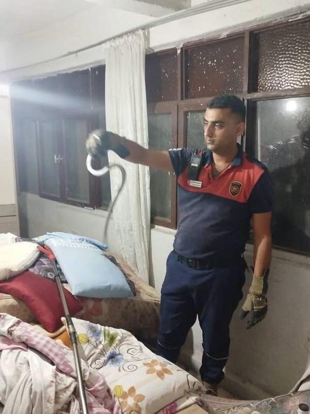 Hatay’da yerleşim yerlerinde görülen yılanlar yakalanarak doğal yaşam alanlarına bırakıldılar