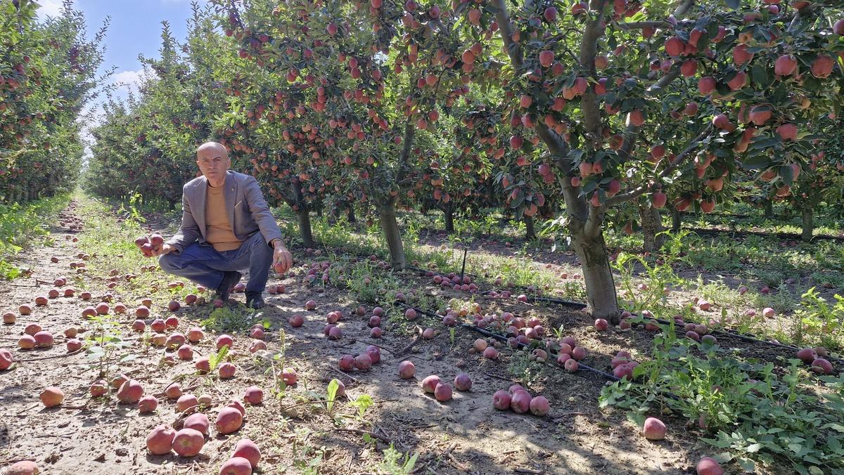 Üretimde bolluk fiyatları düşürdü! Kilogramı 3 liraya indi 3